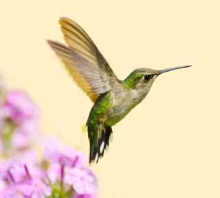 ACIM, Jennifer Hadley