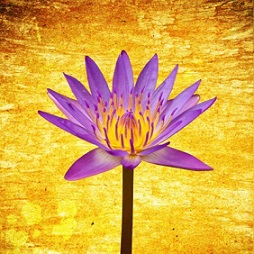 ACIM, Jennifer Hadley