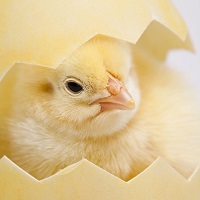 Time to break out of that shell!