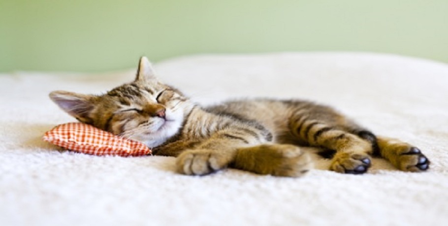 Is being lazy a sin? What's the difference between resting and being lazy?