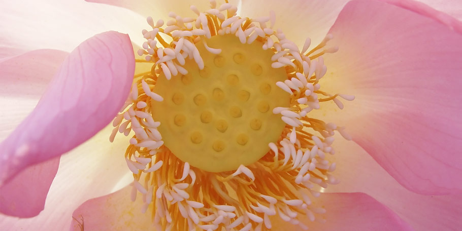 Divine Perfection is Divine Justice - I see it in this flower!