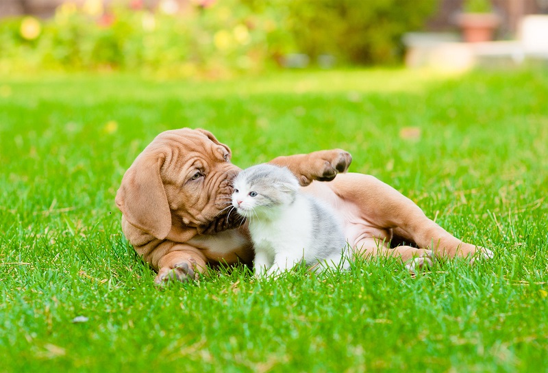 Developing Deep Compassion