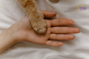 We Demonstrate Our Trust